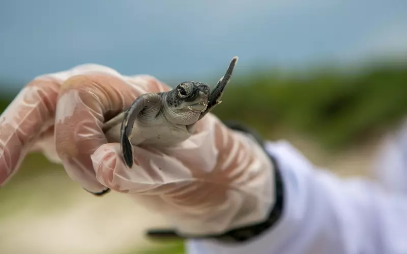 失恋女性（恢复篇）