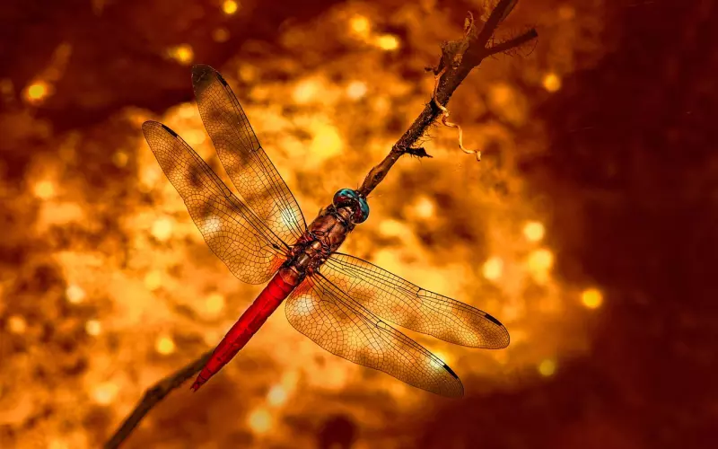 恩爱的夫妻都有这三个表现，别脸红，你们中了吗？