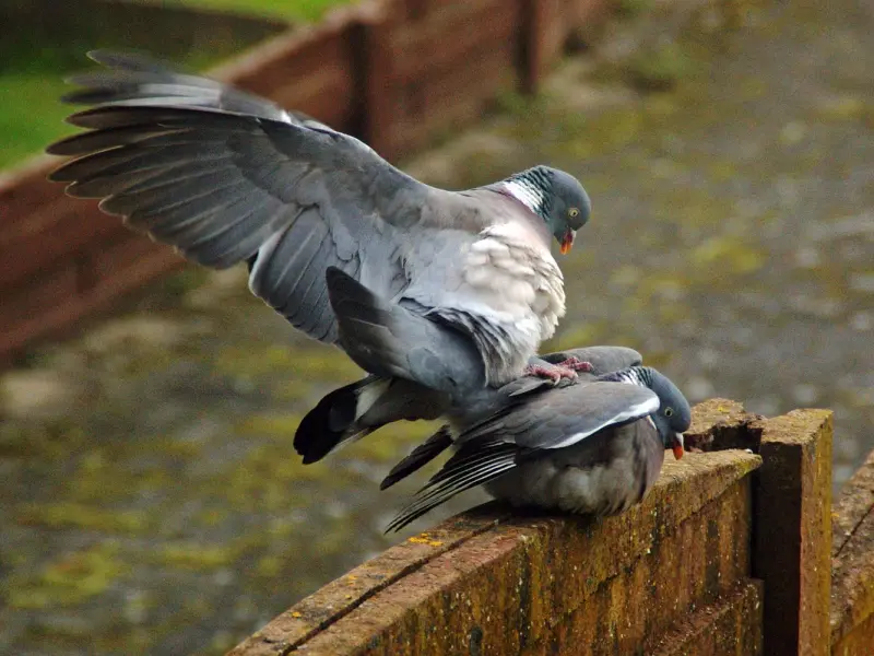 忠诚是婚姻的底线，背叛是对人生伴侣的最大伤害