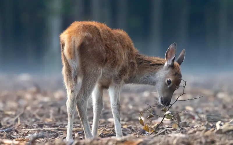 鹿晗新歌诺言：信任爱情的重要性