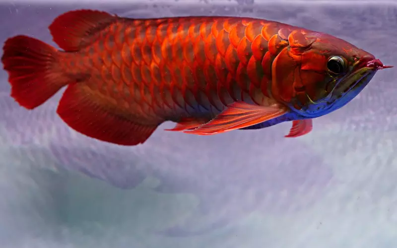 招财鱼第一名师Luang Phor Chong龙婆钟