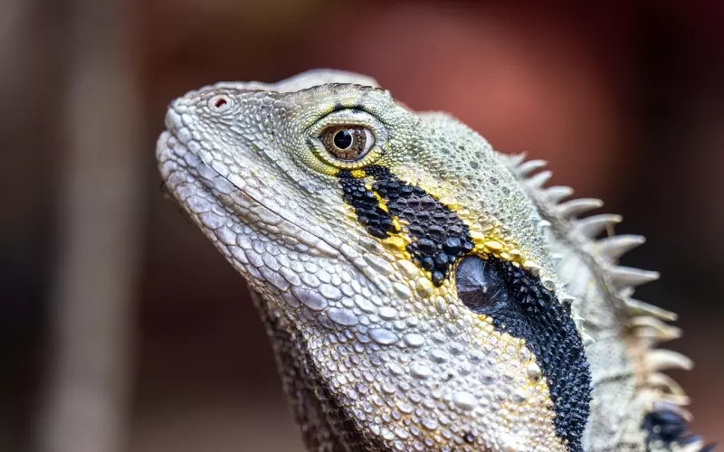 Luang Phor Doo龙婆Doo