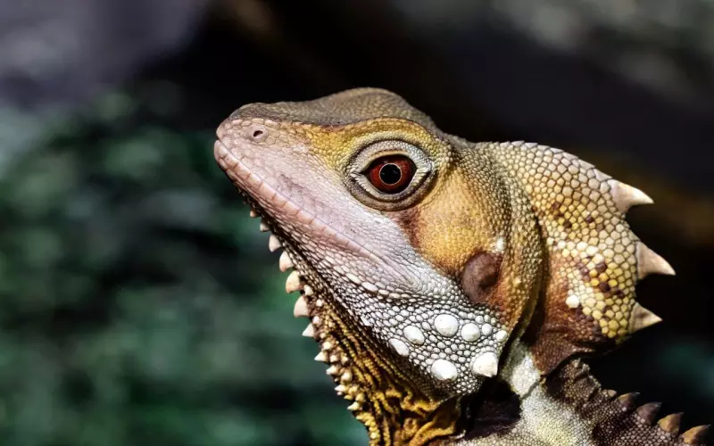 Luang Phor Toh龙婆多Pang Nak Prok七龙佛祖