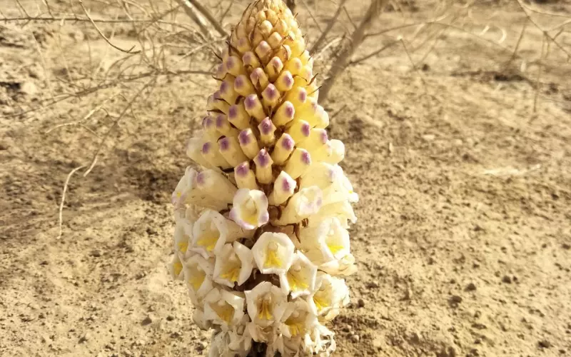 马蓉力争宝宝出轨在先，早有前兆？