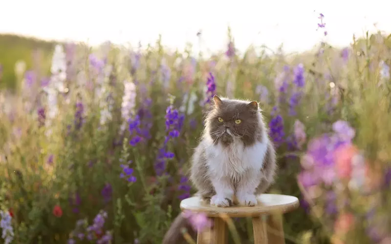 婚姻是一场华丽的冒险