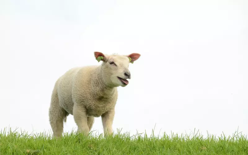 婚姻挽回攻略：如何挽回羊咩咩老公