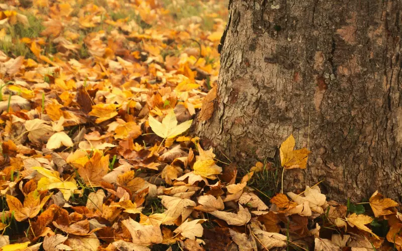 愿你别像山间的西风，无意的撩动了心弦，最后却消失的无影无踪