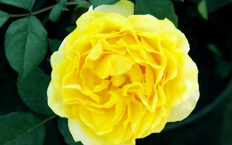 也许，这就是生活（好现实…）