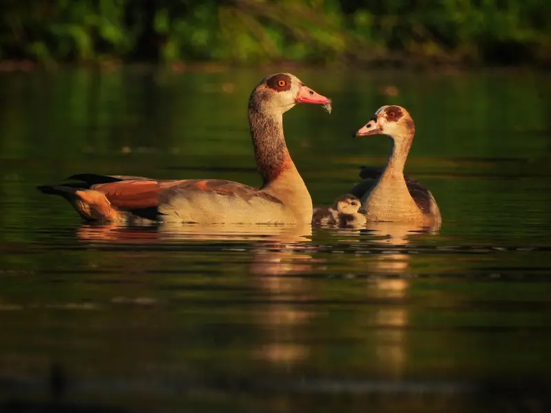 男人们！啪啪啪后她确疏远你了，我到底哪里犯错了？