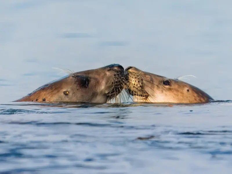 真爱的男女，这三个地方，会互相亲吻