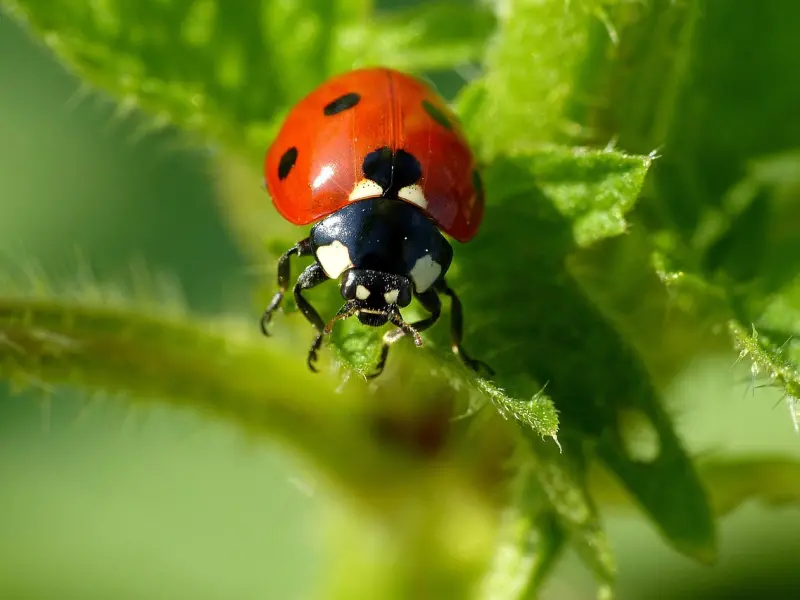 男人永远不会懂，情人和老婆究竟有什么不一样