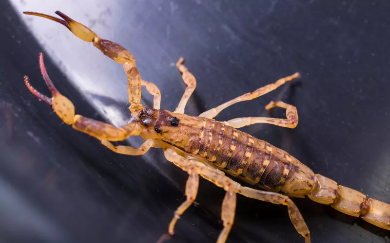 挽回爱情方法之和天蝎座分手后怎么挽回