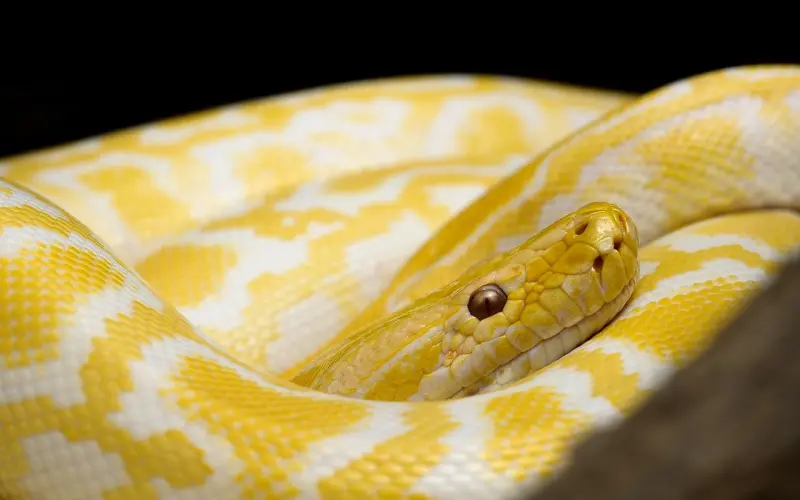 李嘉欣与儿子共浴惹争议：性别教育，比性教育更重要