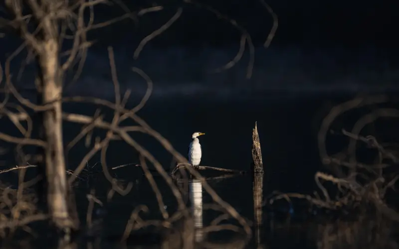 情感专家周小鹏微访谈——如何处理好爱情中的“距离”