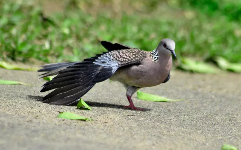 【微问答】没领结婚证有小孩，男人出轨该怎么办