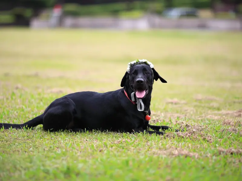 爸妈，假如我暂时不嫁出去……