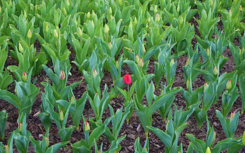 田小姐的婚外情并没有被丈夫发现，为什么她变得紧张害怕？