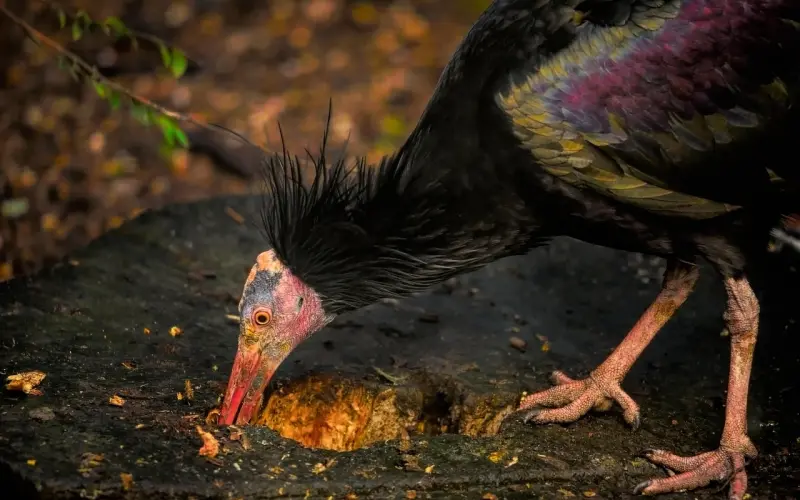 【女屌丝必学】如何鉴别高帅富！