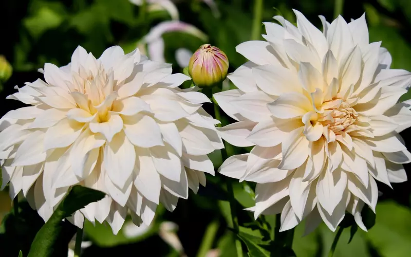 【必看：附有内涵图片】花花喊话张大奕，一场生动的案例实战直播！