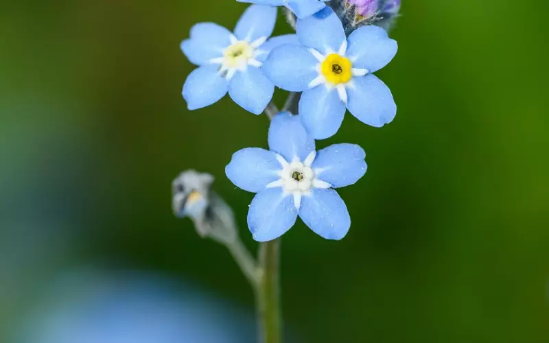 男友忘不了前女友我该如何挽回