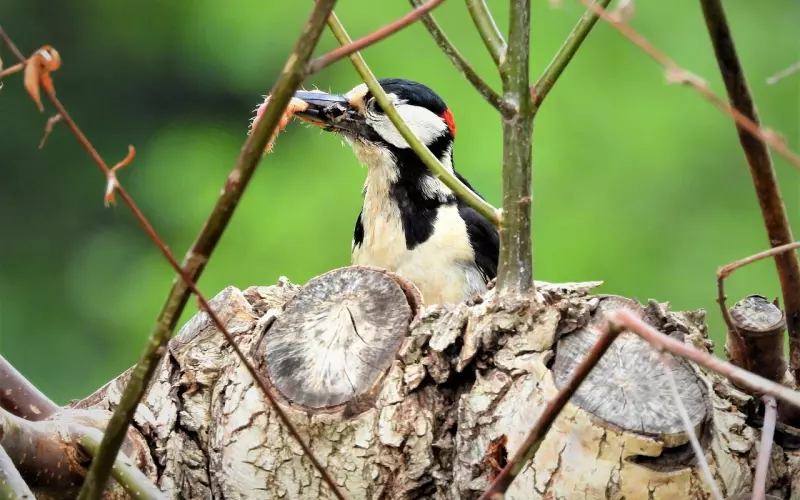 男友发现了我与前任纠缠的事 该如何挽回