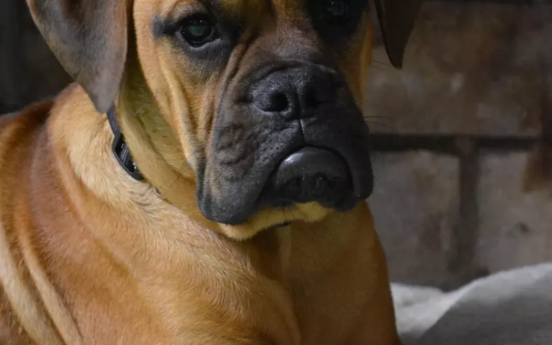 男友脾气暴躁，如何调教男朋友？