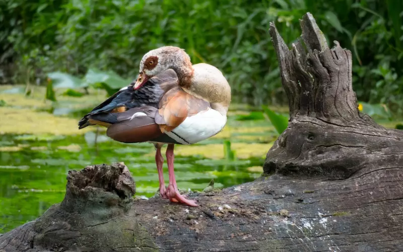 男友彻底死心，分手后怎么挽回？