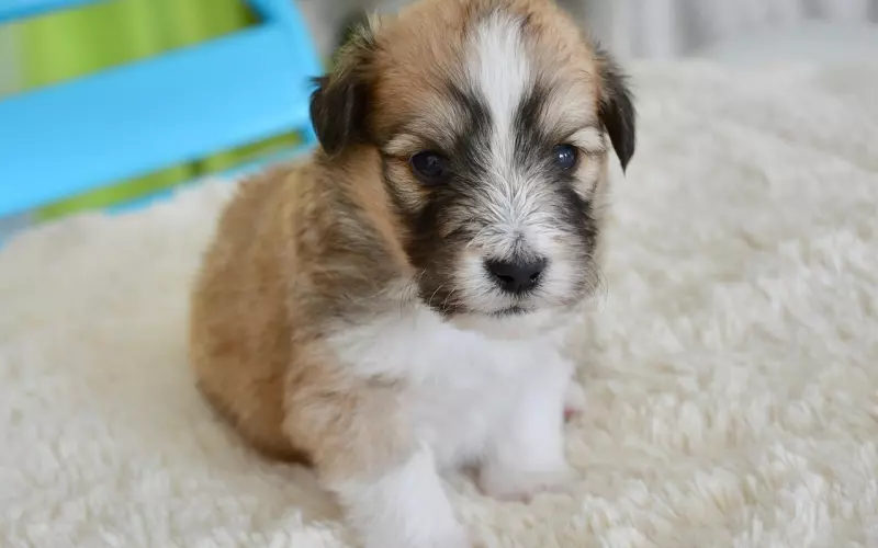 男友与前女友旧情复燃，我该怎么办？