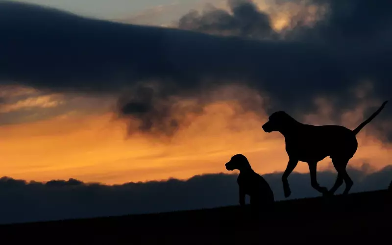 男友脚踏两只船，我该如何挽回我们的感情呢？