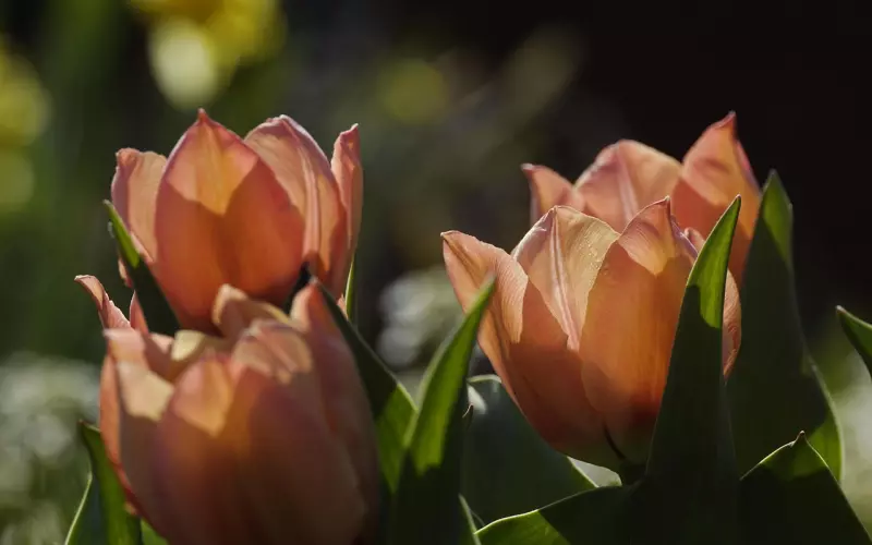 男友说我把感情当儿戏要分手 我该如何挽回