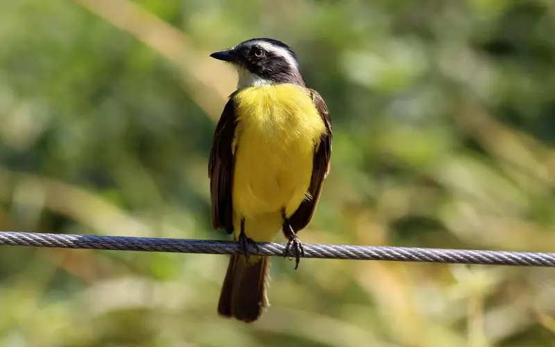 男友说喜欢上别人了我该怎么挽回他