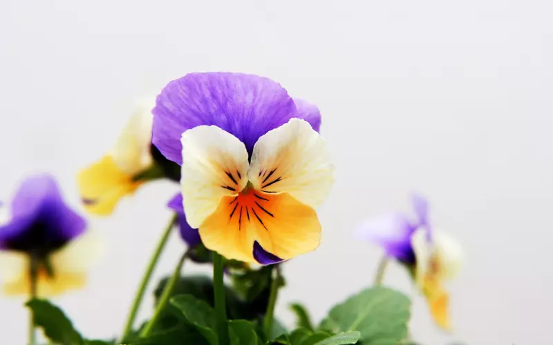 男友怀疑我欺骗他要分手 关系恶化后还能挽回吗