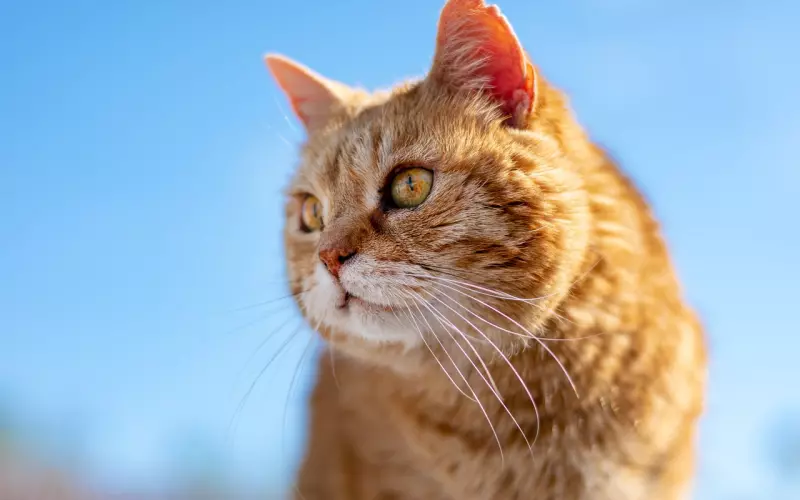 男友因为我老看他手机要分手，该怎么挽回