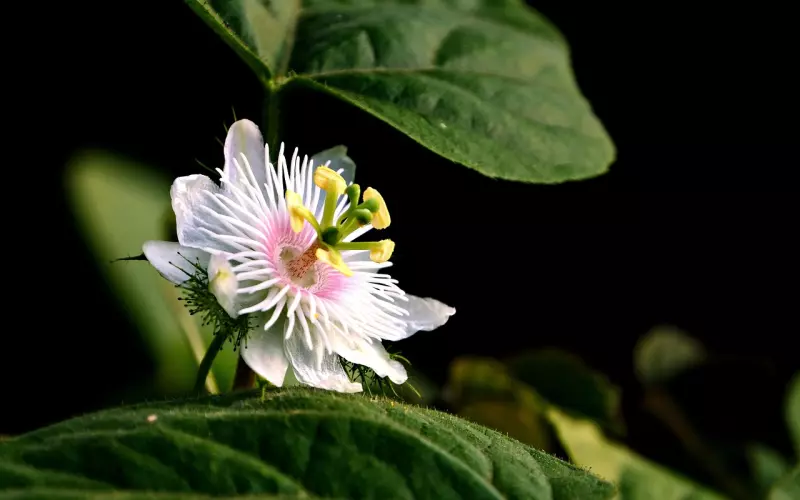 前任因没有感觉缺乏激情而分手，应该如何做才能挽回爱情？