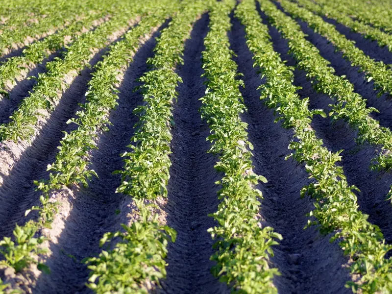 前任主动求复合，他心底到底在想什么？