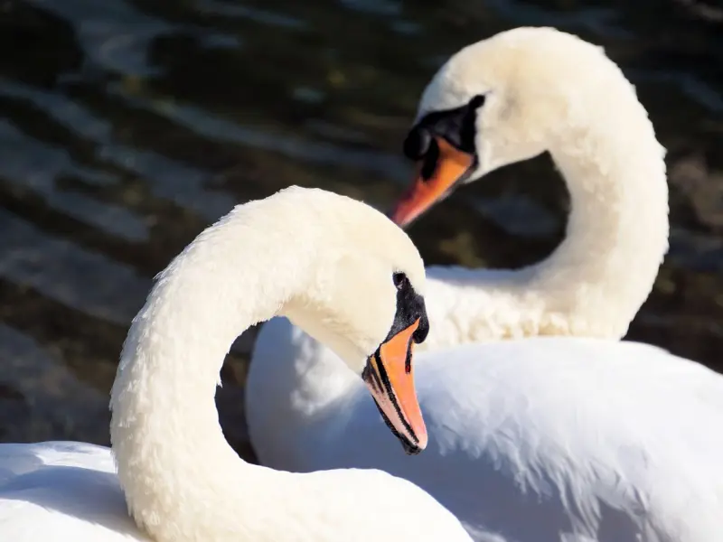女朋友和我分手了，我非常痛苦，怎么样才能挽回她
