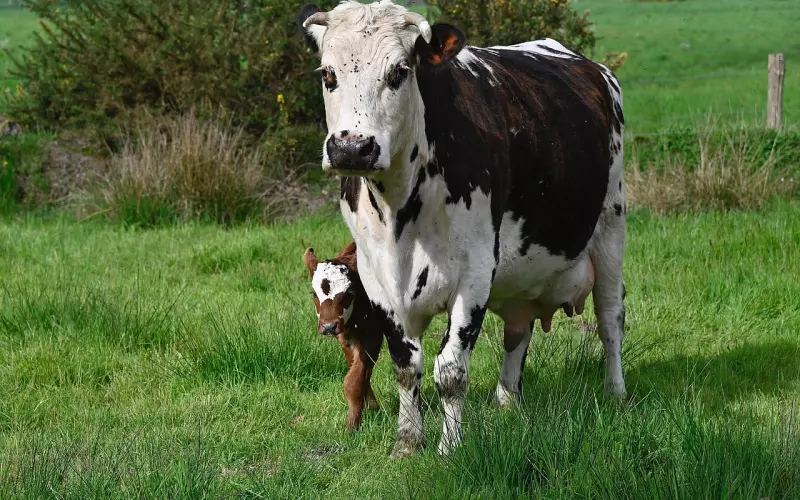 女友分手了，如何挽回她的心？