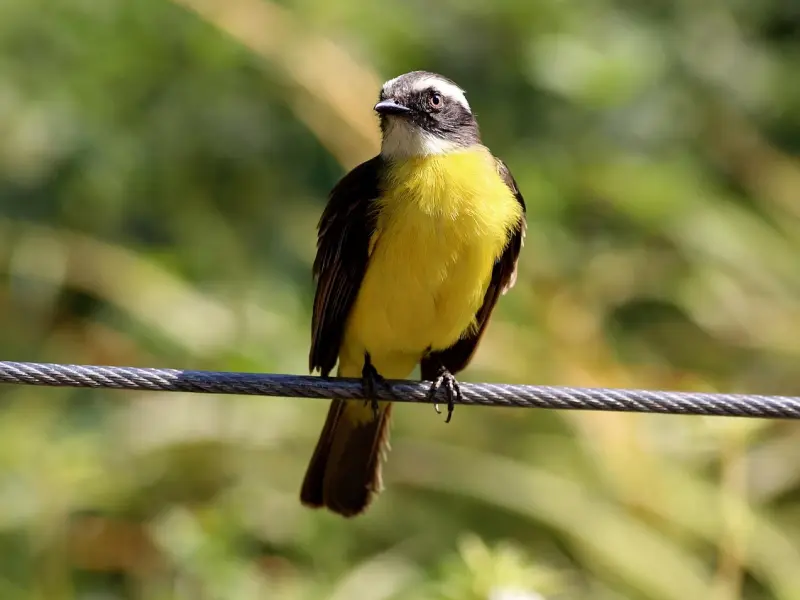 女友出轨了，我还能够挽回她的心吗