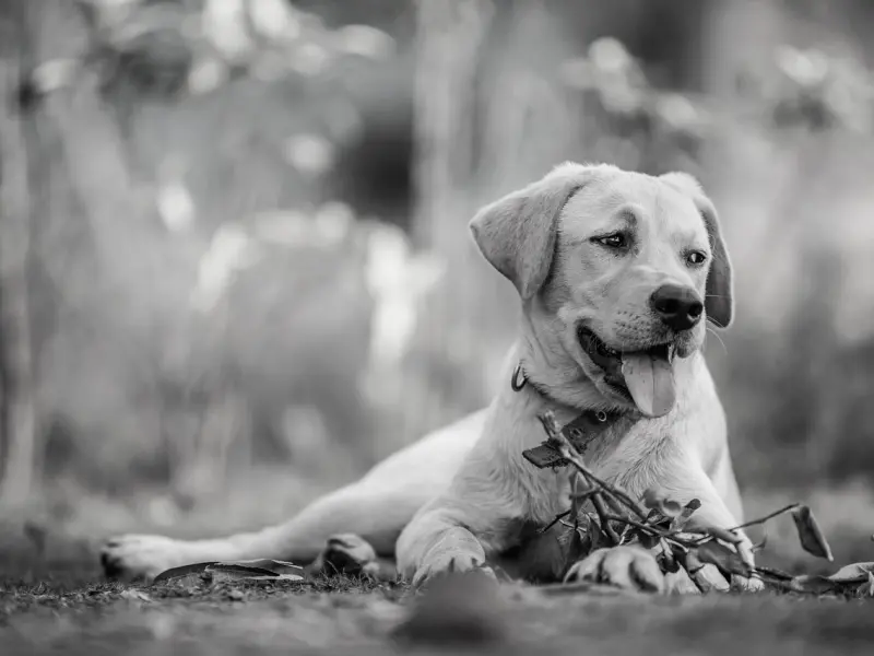 女友移情别恋了，还有挽回的必要吗