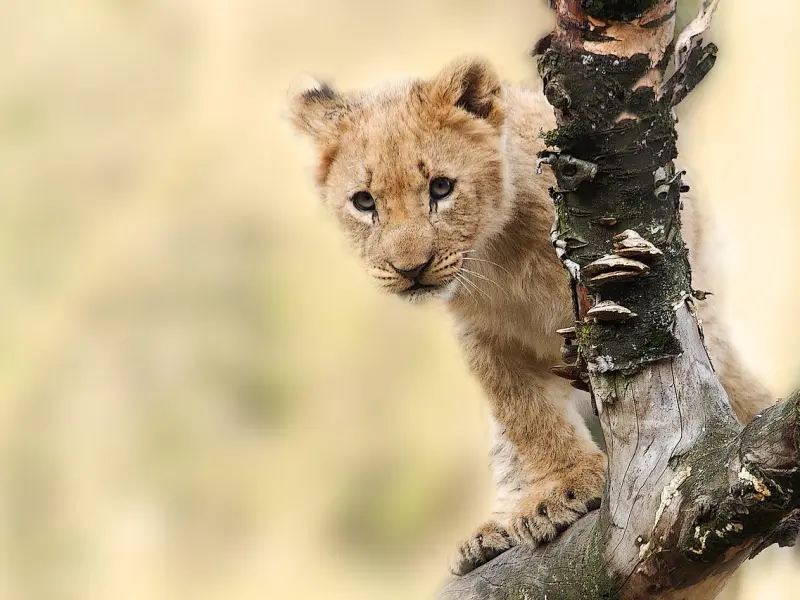 女朋友很排斥我的挽回，我该怎么办？