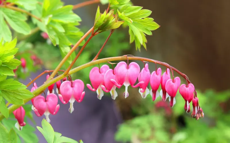 女友说心里放不下前男友，我该怎么挽回她的心