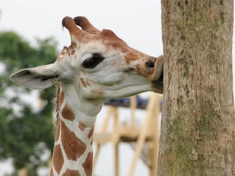 女朋友要和我分手，我该如何挽回