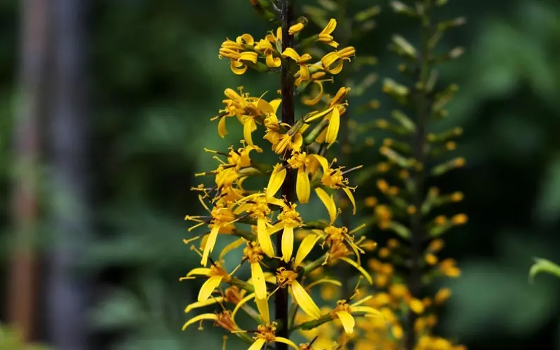 吾心安处是吾乡