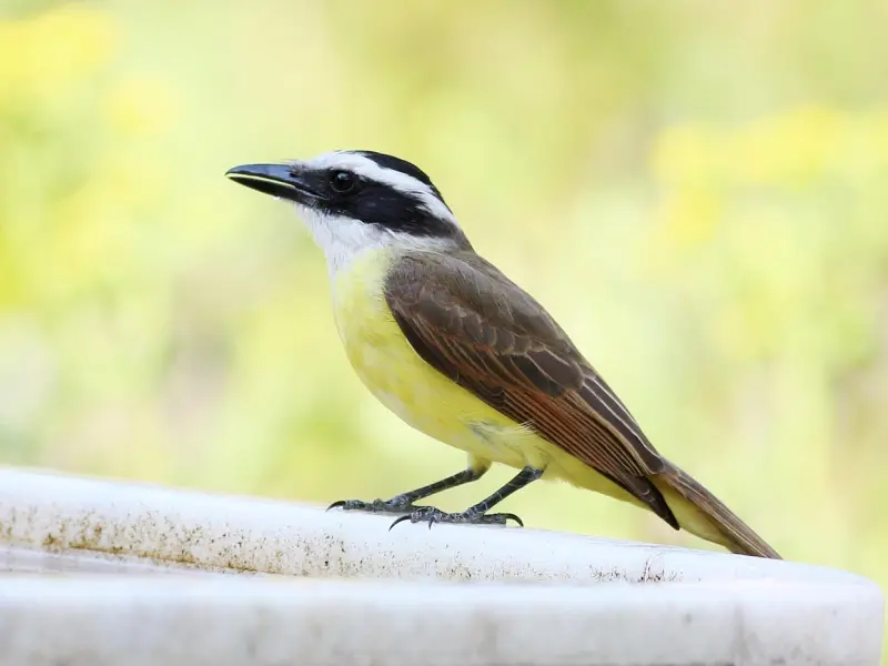 老公在我坐月子的时候出轨了，我该不该离婚？