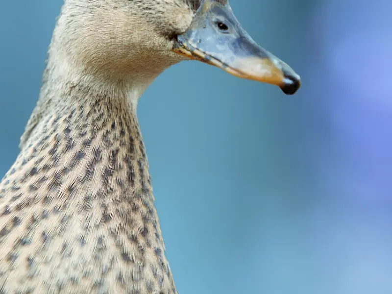 我老公多次出轨我该不该挽回？