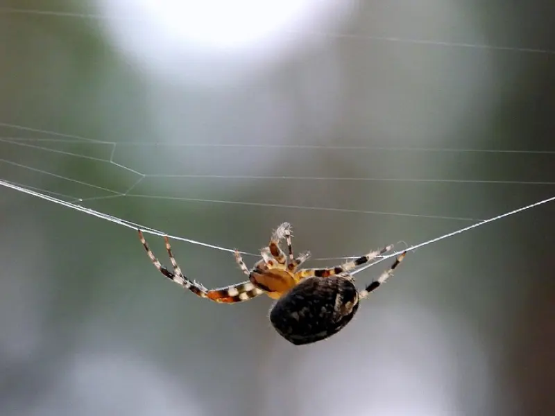 老公沉迷网恋，我该如何挽回我们的婚姻？