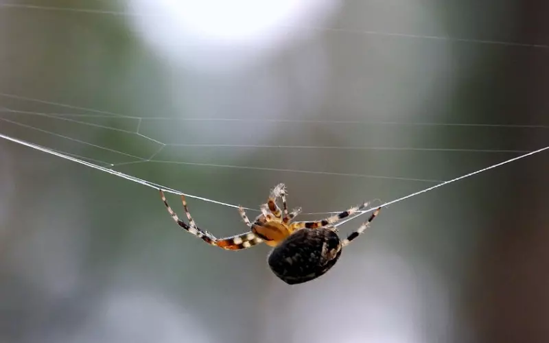 老公偷偷在外面养女人，我该怎么办