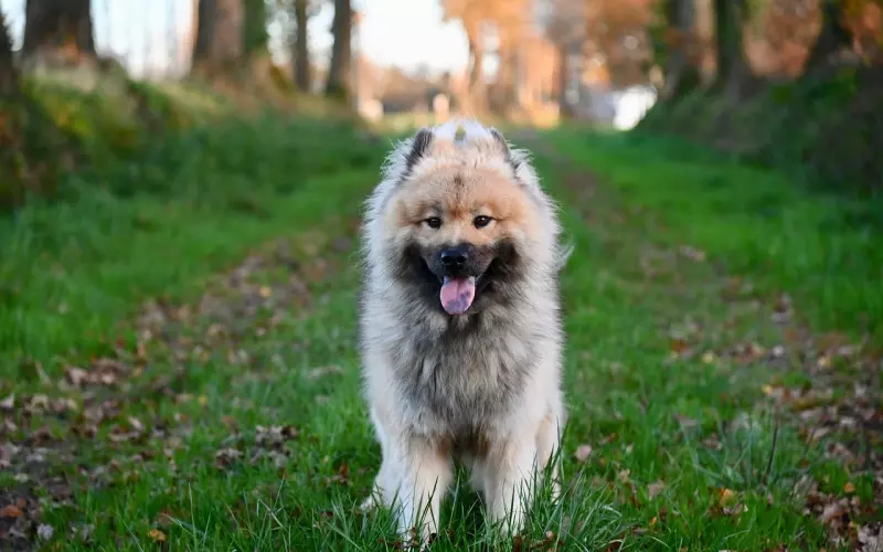 老公开始嫌弃我，在外面养小三，我想挽回他该怎么最