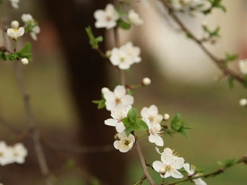 痴恋女友被分手，一个月重新挽回她的心