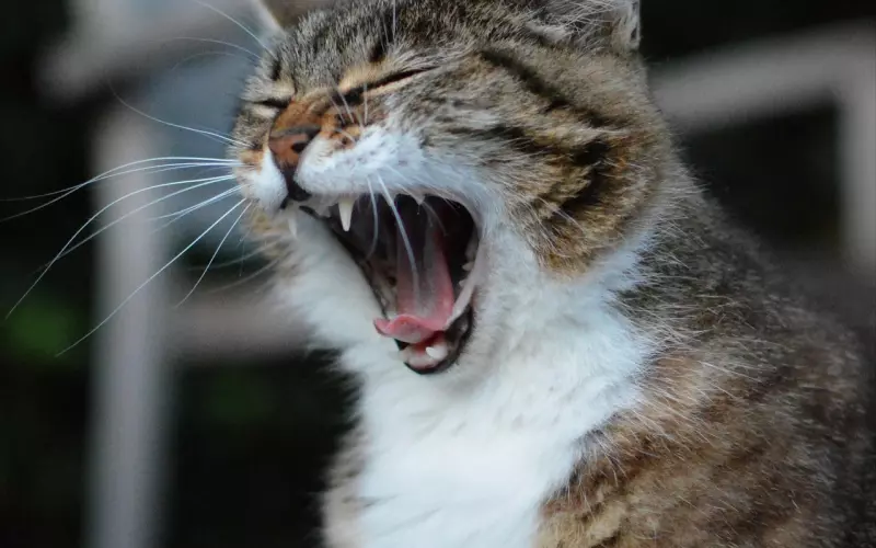 异地女友说累了，如何挽回？